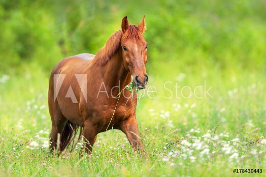 Picture of Red horse walk and grazing on green summer pasture